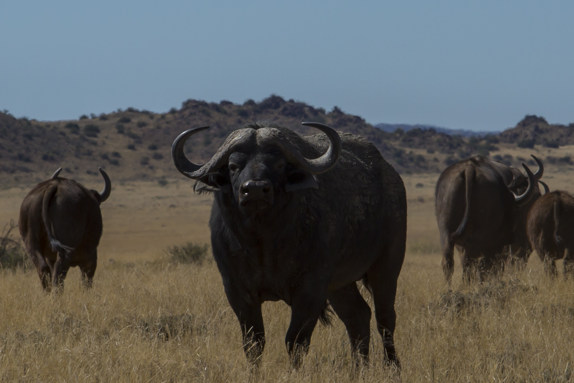 Sudafrica bufalo