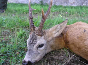 hunting in Hungary