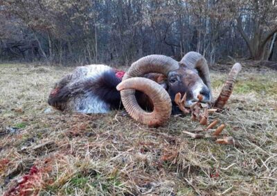 Huge mouflon sheep in Slovakia